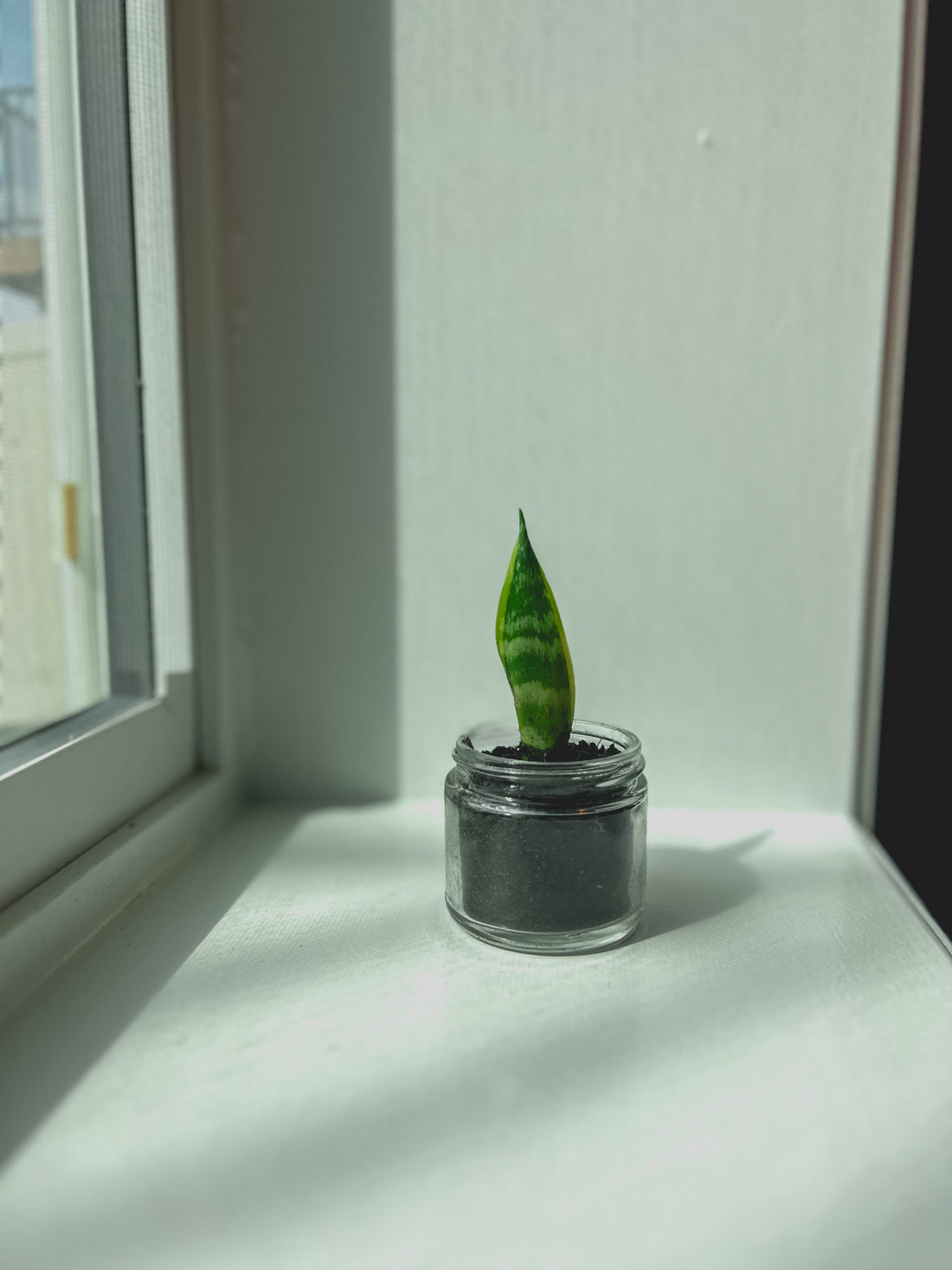 From Eco-Worrier to Eco-Warrior: How to Make Sustainable Living Feel Doable