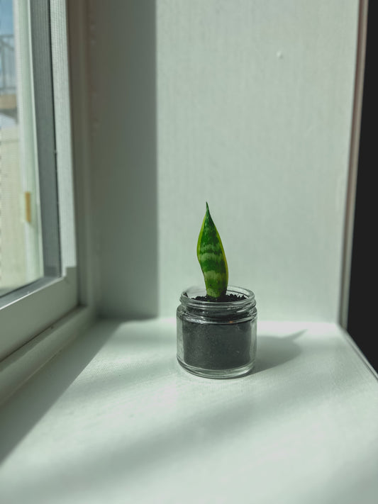 From Eco-Worrier to Eco-Warrior: How to Make Sustainable Living Feel Doable